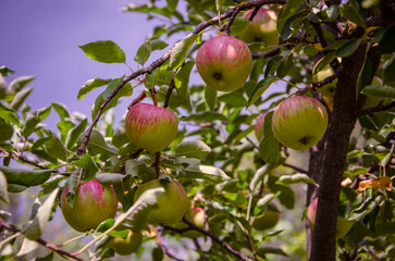 Apples on a tree at the beginning of ripening, growing in the garden.