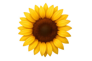 Fototapeta premium Isolated sunflower bloom yellow petals brown isolated on transparent background