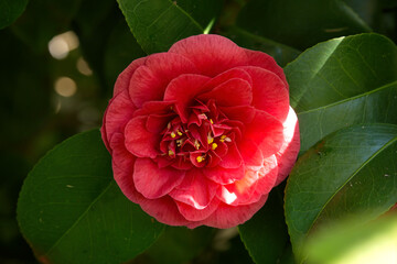 Camellia flower closeup