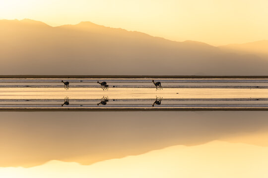 Vicunas at sunset on La Puna salt flats, Argentina