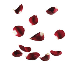 Fototapeta premium Red Rose Petals Isolated on Transparent Background. Red Rose Petals PNG. Falling Rose Petals.