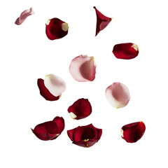 Fototapeta premium Red Rose Petals Isolated on Transparent Background. Red Rose Petals PNG. Falling Rose Petals.