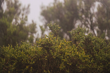 Pelos encantos da Serra