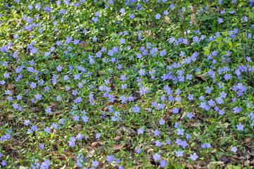  meadow covered with many small flowers of lilac and blue colors