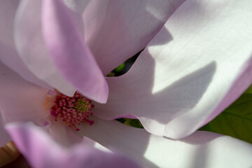 Obraz premium Close-Up of Magnolia Flower Blossom with Soft Petals. Selective focus