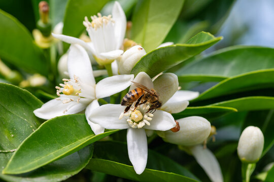 Close-up of a bee collecting pollen from white orange blossoms in spring. Biological agriculture. Environmental protection and biodiversity. 