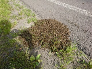 A large swarm of honey bees gathered on the ground near some grass, indicating a potential colony...