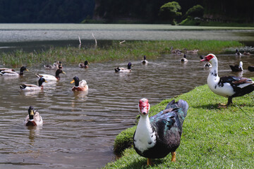 Explorar a ilha de S&atilde;o Miguel