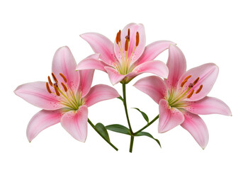 Naklejka premium Pink lily flower blossom isolated on transparent background