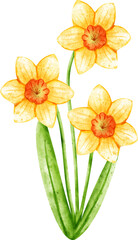 watercolor daffodils flower