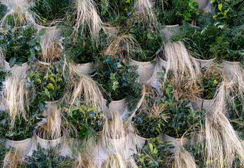 Decorative decoration of a vertical wall with potted plants.