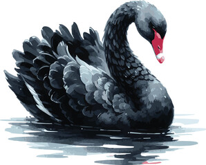 Watercolor Vector Illustration of a balck swan © Mantella