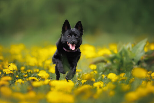 schipperke dog running through a dandelions field in spring
