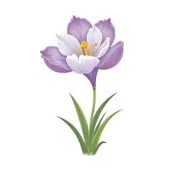 Illustration of a Crocus Flower with Purple and White Petals