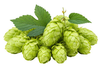 Fresh hops cone and leaf isolated on transparent background