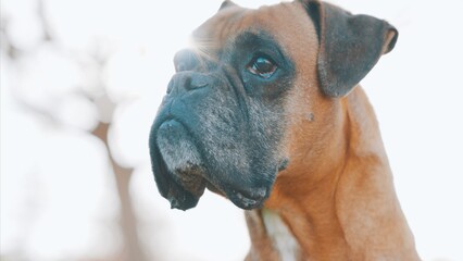 Boxer dog enjoying outdoor sunlight: majestic canine portrait