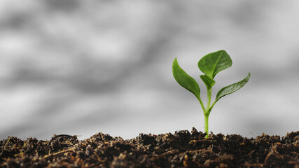 shadow of the trees gently swaying in the breeze, on a white background with a wooden table.