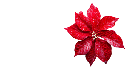 Elegant Christmas Card with Red Flower Isolated on White Background for Festive Greetings