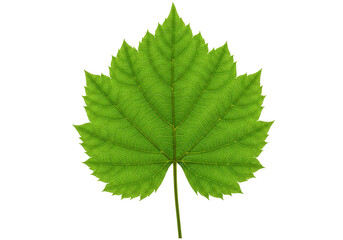 Fototapeta premium Green grape leaf isolated on transparent background