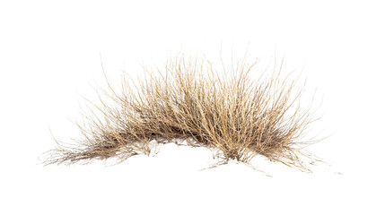 Desert Tumbleweed Isolated on White Background - Botanical Collection