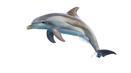 Playful Dolphin Isolated on White Background: Clear, High-Quality Image for Various Design Projects