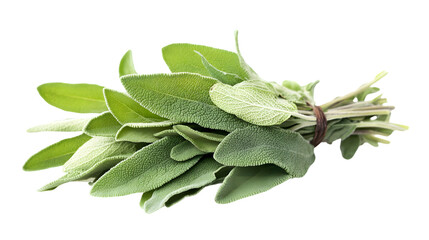 Fresh Sage Herb Isolated on White Background with Clipping Path