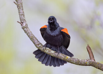 Red-winged blackbird male isolated on green background perched on a branch singing