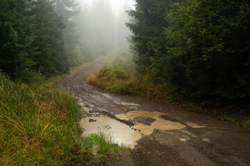 Winding muddy path through a foggy forest landscape in early morning light. Hiking in Carpathian Mountains, Ukraine