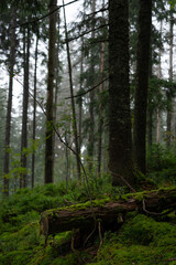 Lush green forest floor covered in moss and surrounded by tall trees in early morning fog. Hiking in Carpathian Mountains, Ukraine
