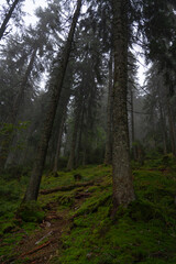 Misty forest landscape with tall pine trees and soft green foliage during a foggy morning in a tranquil environment. Hiking in Carpathian Mountains, Ukraine