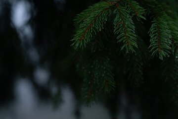 Raindrops cling to evergreen branches in a lush forest during a tranquil rain shower. Hiking in Carpathian Mountains, Ukraine