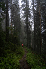 Hiker exploring a misty forest trail surrounded by tall trees and lush greenery on a foggy day. Hiking in Carpathian Mountains, Ukraine
