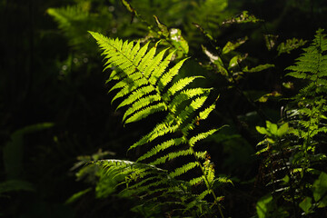 Sunlight illuminates a vibrant fern in a lush forest setting during the late afternoon. Hiking in Carpathian Mountains, Ukraine