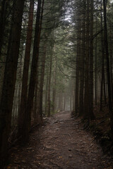 Foggy forest trail surrounded by tall trees in early morning light. Hiking in Carpathian Mountains, Ukraine