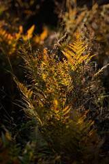 Golden ferns basking in the warm glow of evening sunlight in a tranquil forest setting. Hiking in Carpathian Mountains, Ukraine