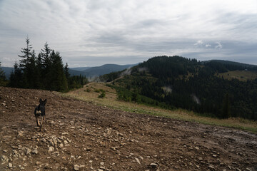 Dog explores a mountainous trail in a misty landscape during daytime adventure in nature. Hiking in Carpathian Mountains, Ukraine