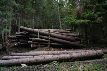 Deforestation. Stacked logs ready for transport in a forest setting during daylight hours. Hiking in Carpathian Mountains, Ukraine