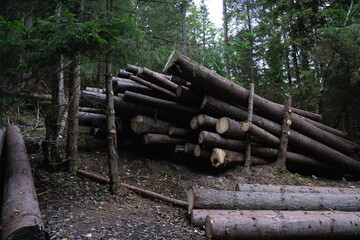 Deforestation. Stacked logs ready for transport in a forest setting during daylight hours. Hiking in Carpathian Mountains, Ukraine