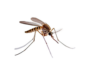 Close-up of  Flying Mosquitoes Isolated on Transparent Background

