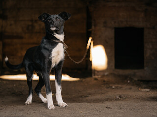 portrait of a black and white dog