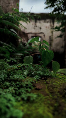 a plant growing out of a old building