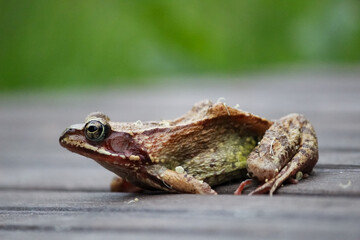A beautiful European common frog with golden eyes. Rana temporaria on the backyard terrace. Blurred background.