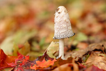Colorful leaves that have fallen from trees are a good breeding ground for mushrooms. Coprinus comatus, commonly known as the shaggy ink cap, lawyer's wig, or shaggy mane, is a species of fungus. 