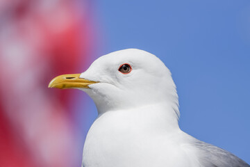 Fearless common gull watches passers-by, hoping to steal something to eat. They try to steal goodies especially from unwary tourists. Common gull is a common water bird in Finland.