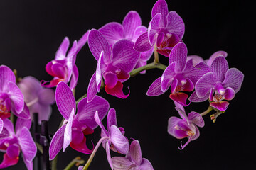 Floral concept. Orchid growing tips.  Most commonly grown house plants. Orchids blossom close up....