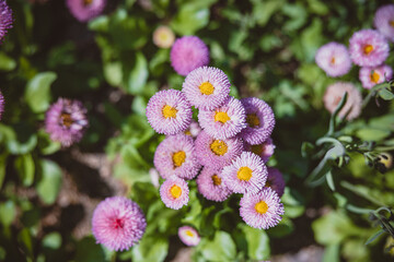 a bunch of pink pomponette daisies 