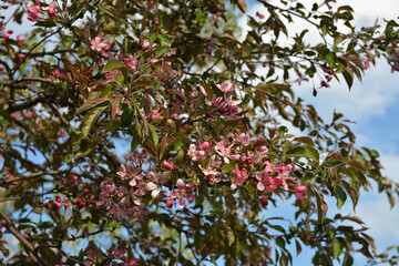 flowering of paradise apple trees