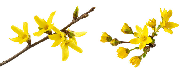 Obraz premium Yellow Flowering Branch with Buds, Isolated on Transparent Background PNG