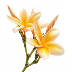 Obraz premium Yellow frangipani flowers blooming on a white background create a serene and elegant atmosphere