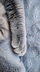 Obraz premium Closeup of Feline Paw and Silver Fur, Pet's Soft Fur Texture, Relaxed Sleeping Cat